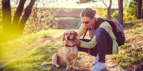 How to Remove a Tick From Your Pet Safely and Easily