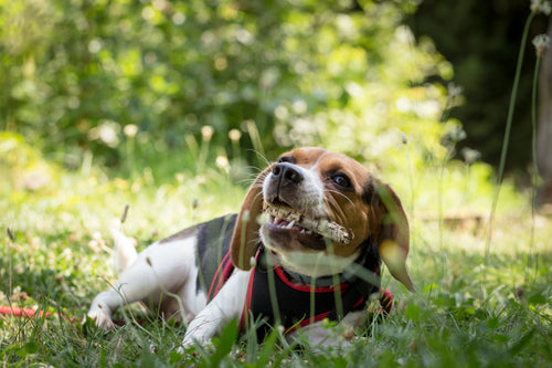 How to Get Your Dog to Stop Chewing Everything