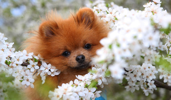 Spring Into Action: Seasonal Tips for Keeping Your Pets Healthy and Happy