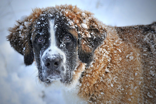 Best Practices for Caring for Your Pet During Extreme Cold