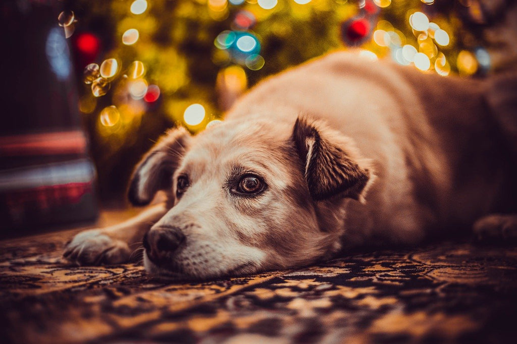 Tips to Keep Pets and Christmas Trees Separate