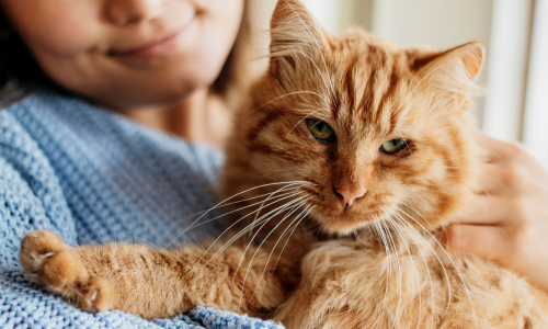 Cat with owner